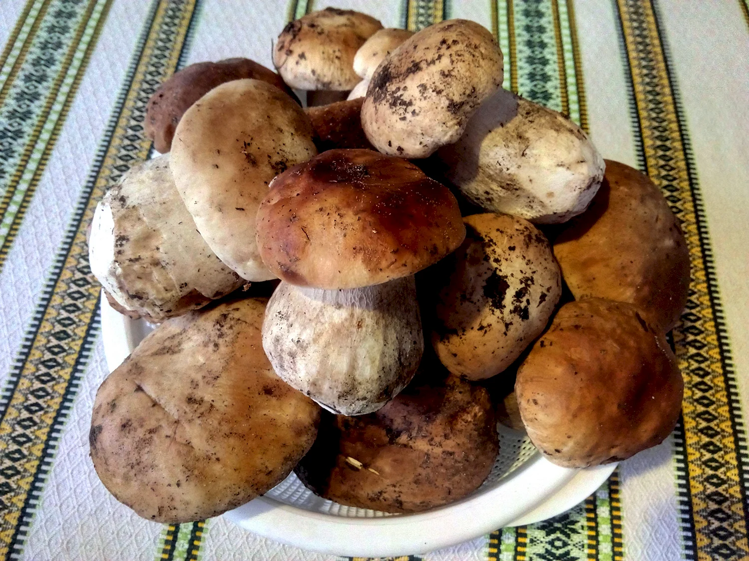 Горные грибы Узбекистана