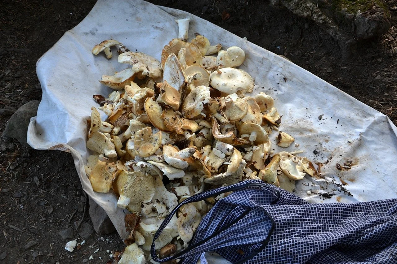 Горные грибы в Таджикистане белые