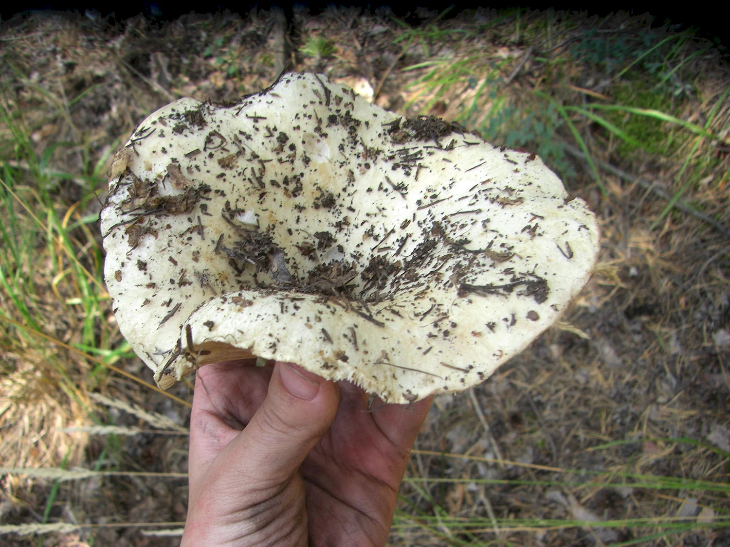 Горные грибы в Таджикистане белые