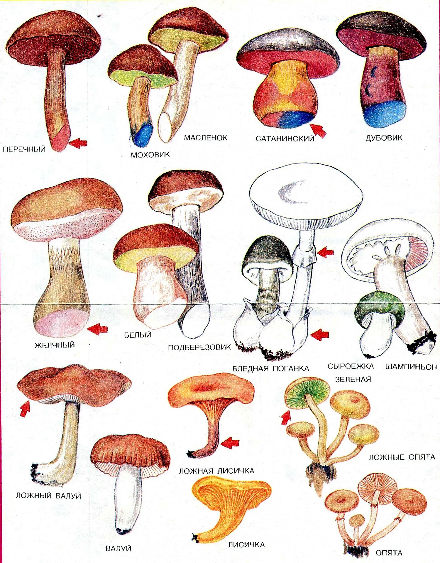 Грибы съедобные и несъедобные грибы и ядовитые грибы