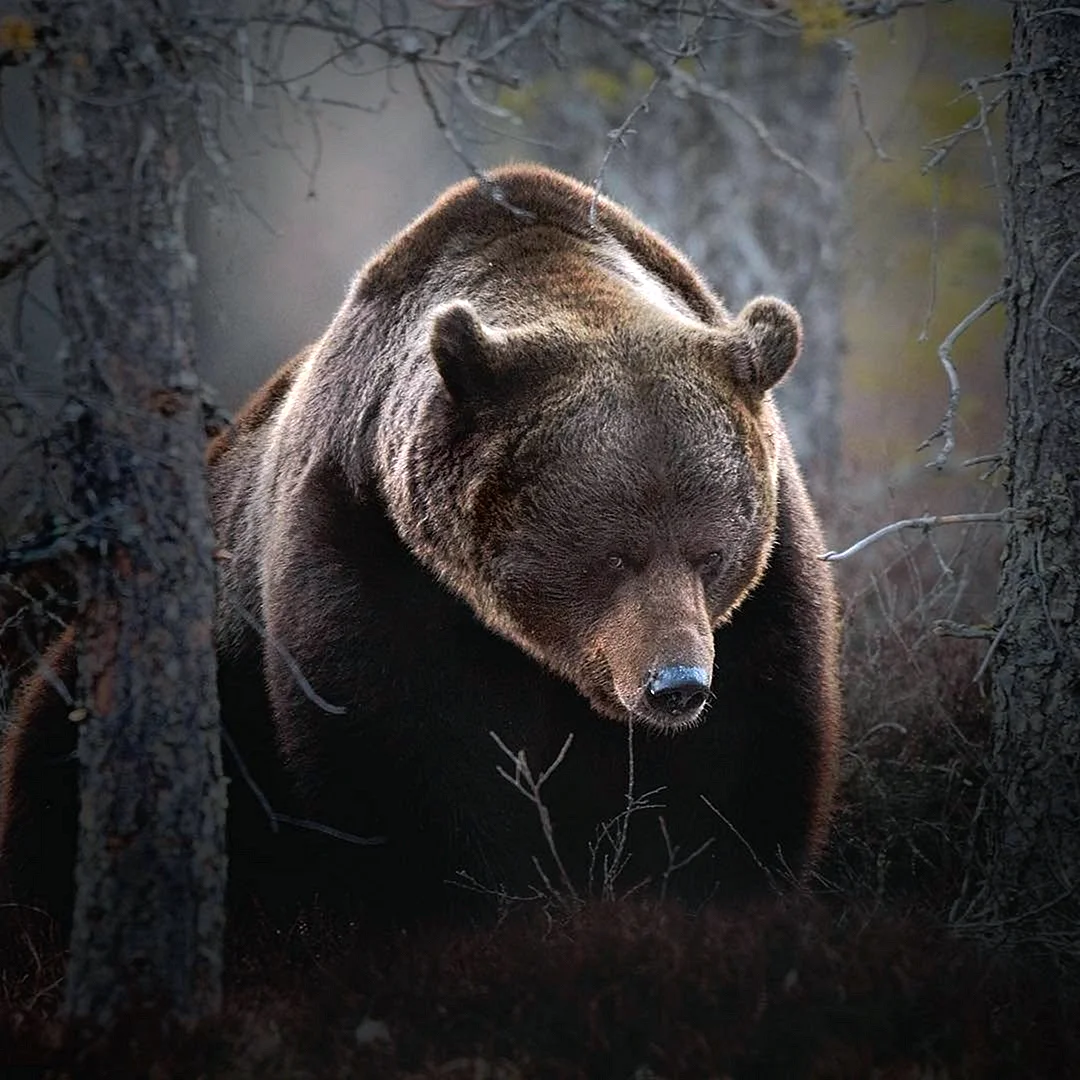 Грозный бурый медведь