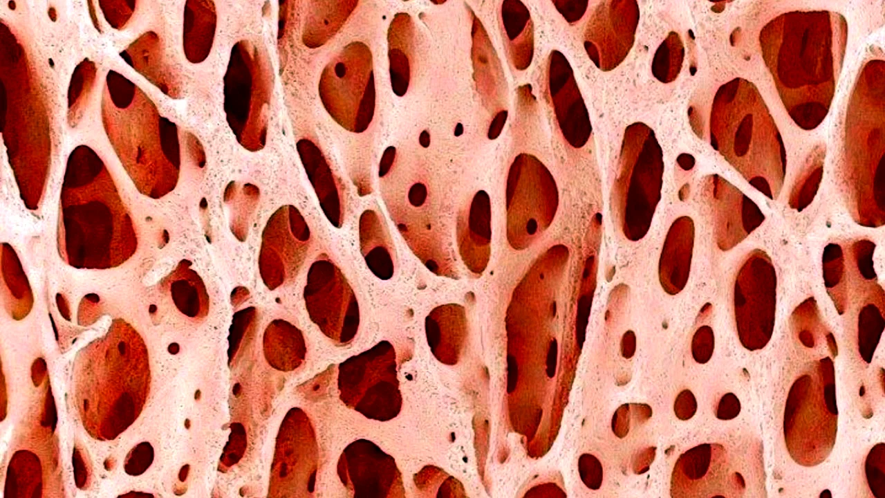 Губчатая костная ткань под микроскопом