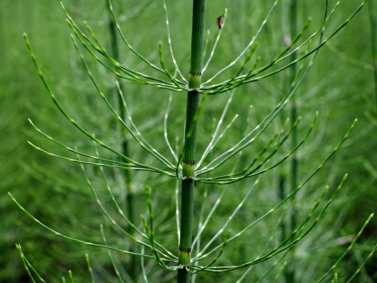 Horsetail Equisetum arvense растение