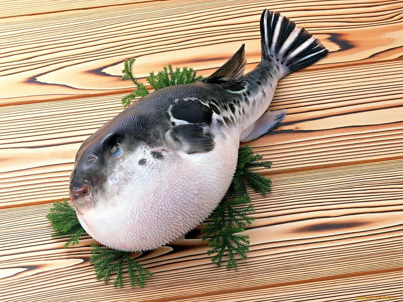 Ядовитая рыба фугу