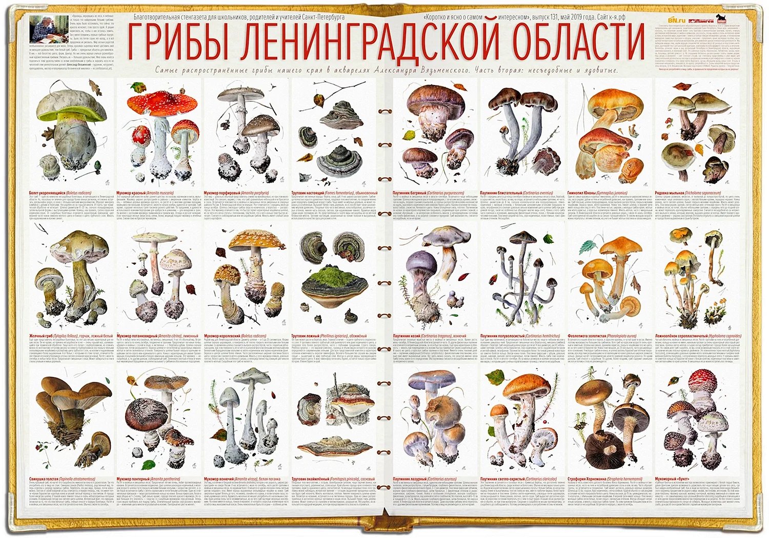 Ядовитые грибы Ленинградской области