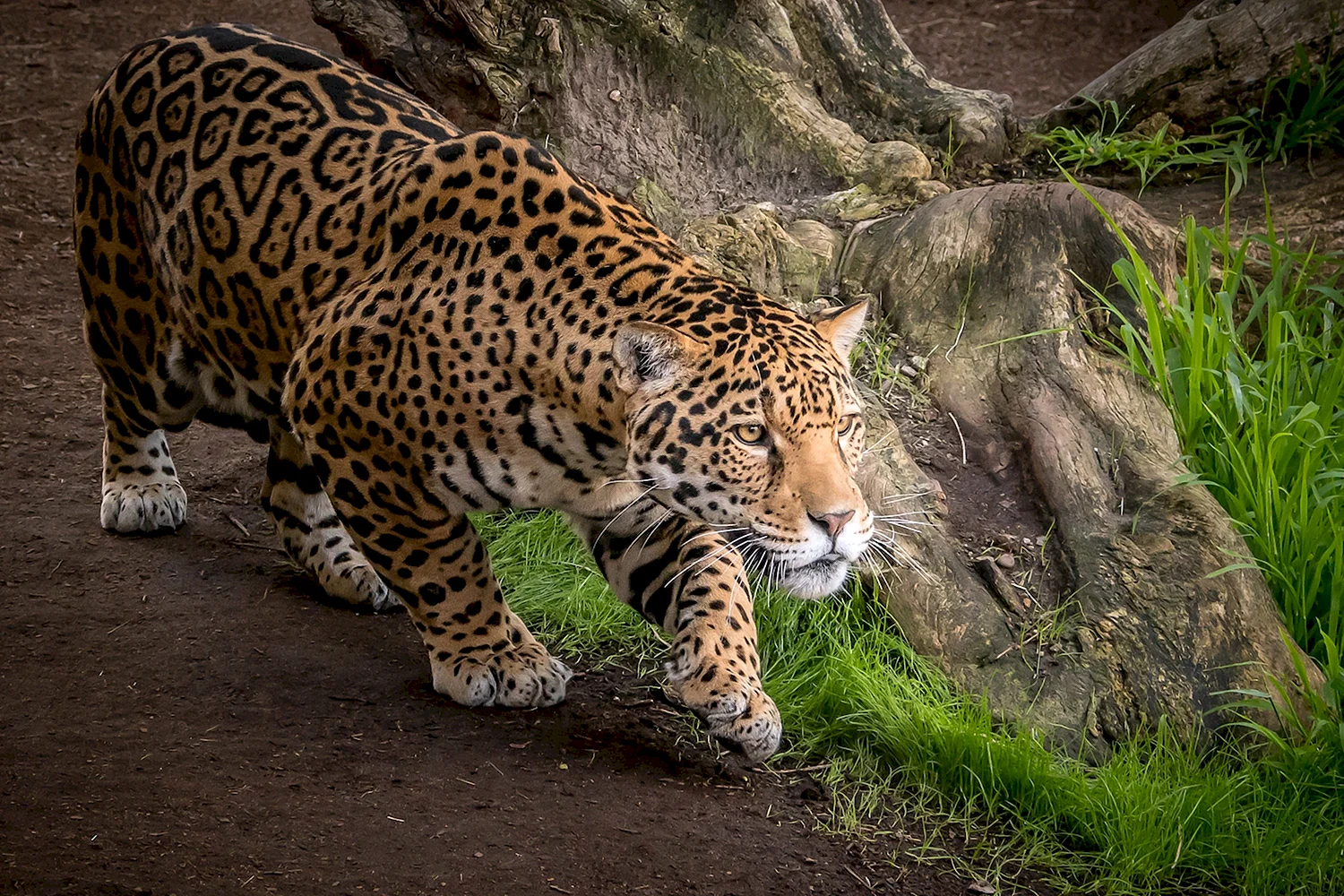 Ягуар млекопитающее
