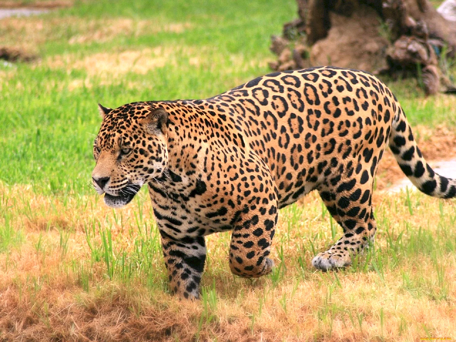 Ягуар Panthera onca