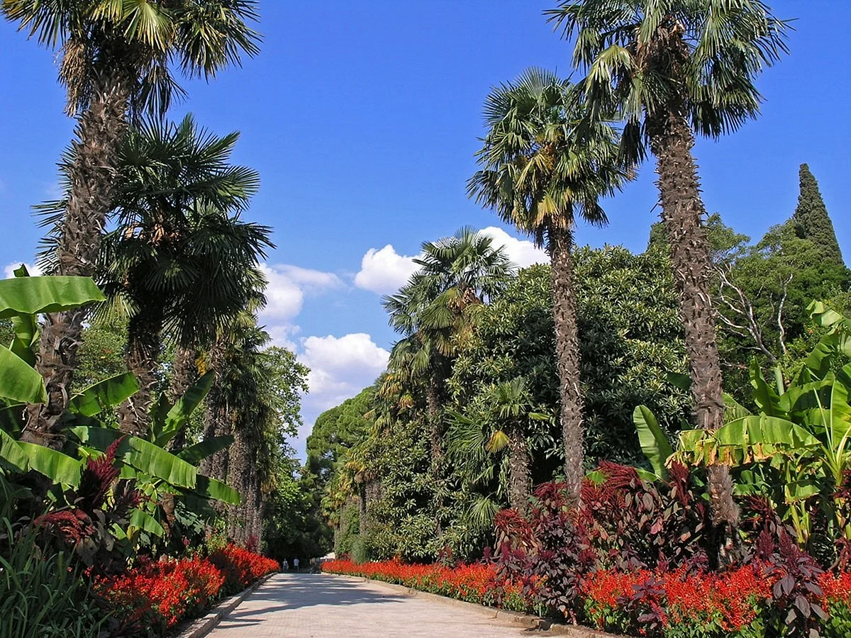 Ялта Никитский Ботанический сад аллея пальм