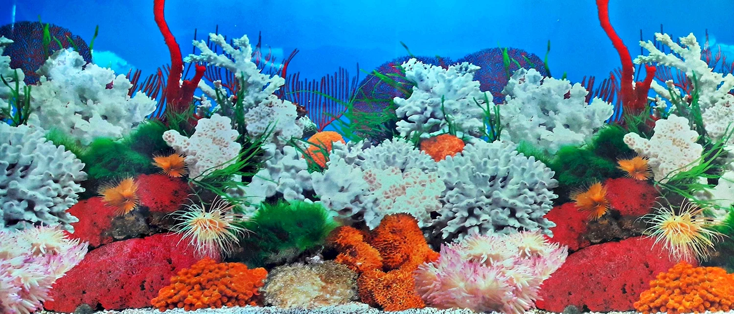 Яркие кораллы