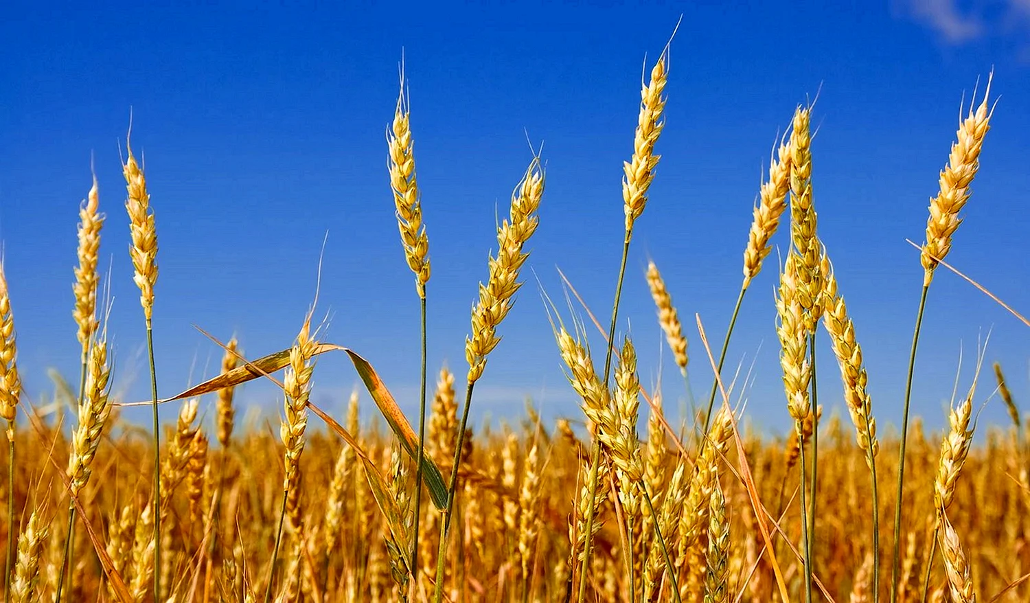 Яровая пшеница Торидон