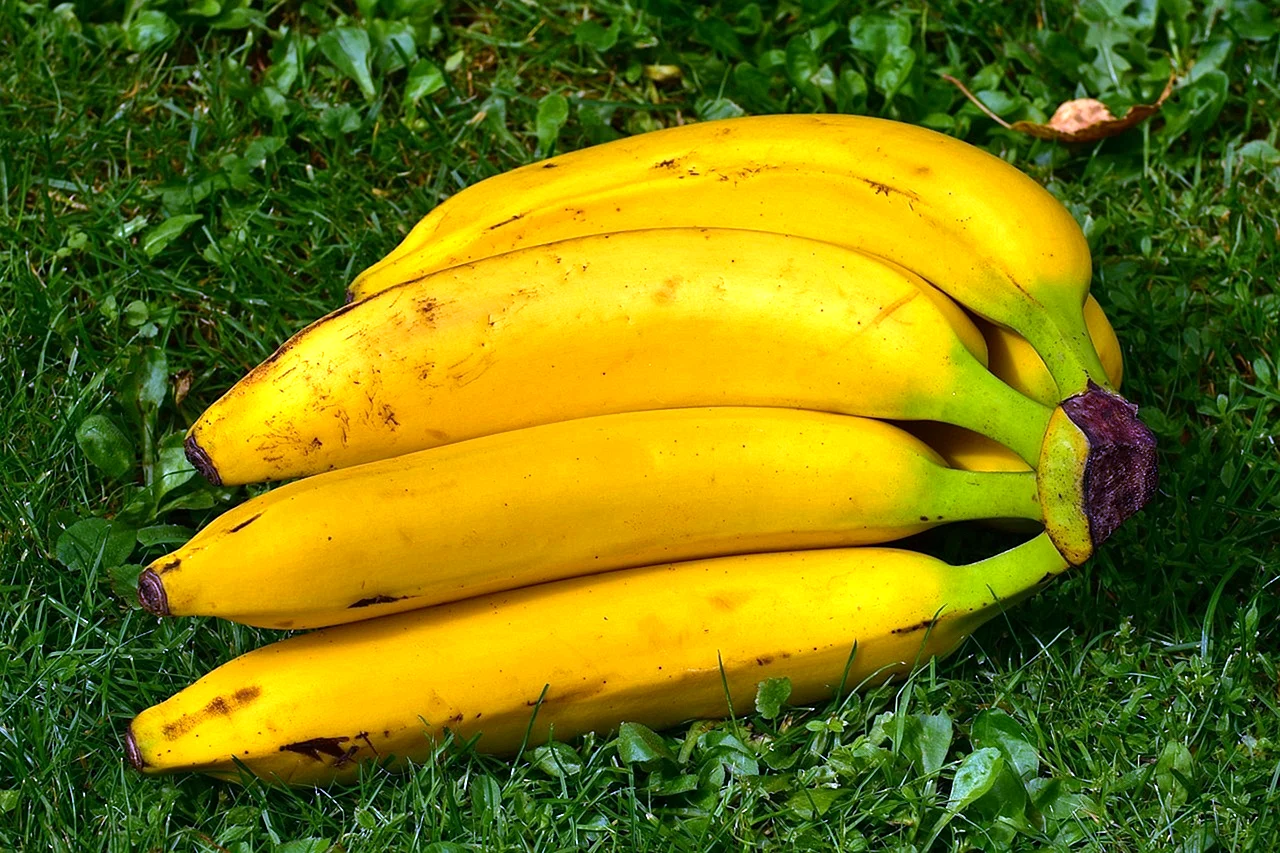 Игольников банан