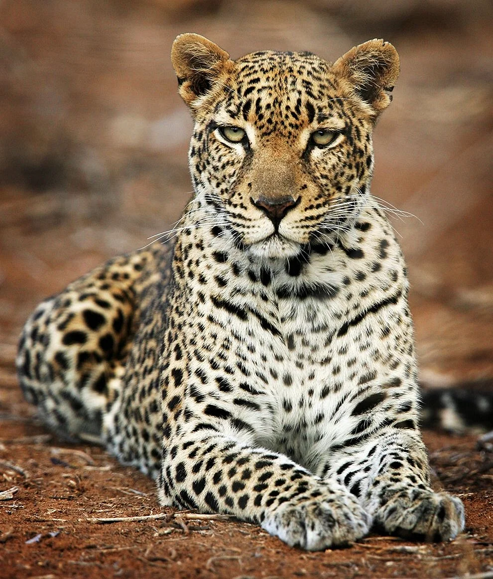 Южноафриканский леопард