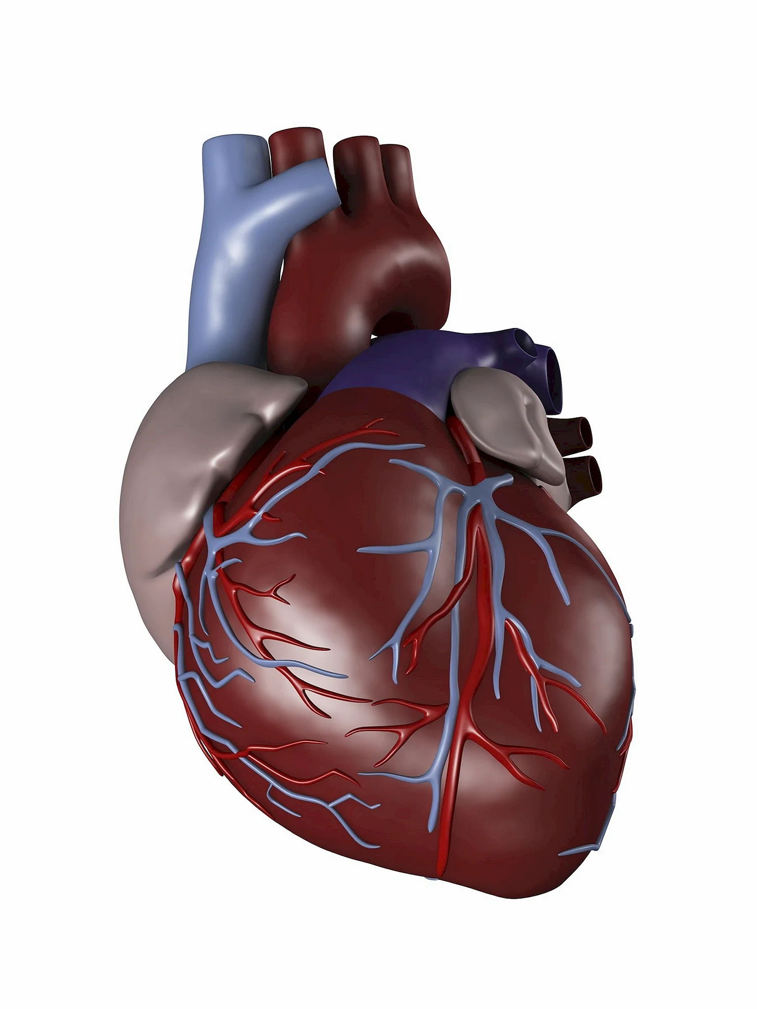 Изображение сердца человека