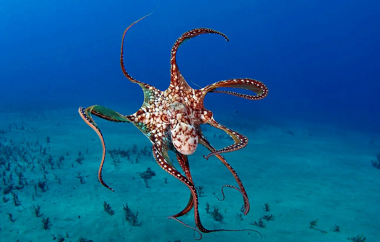Карибский рифовый осьминог