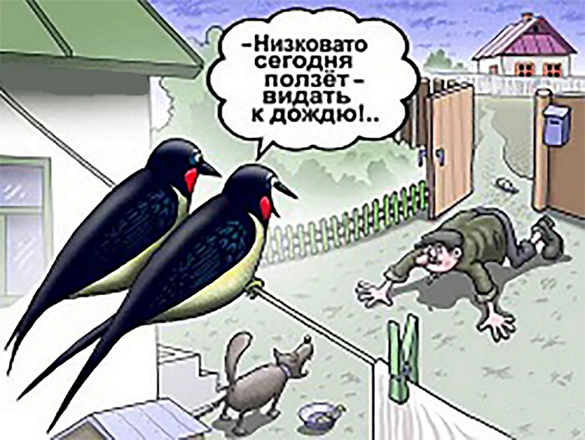 Карикатуры про птиц