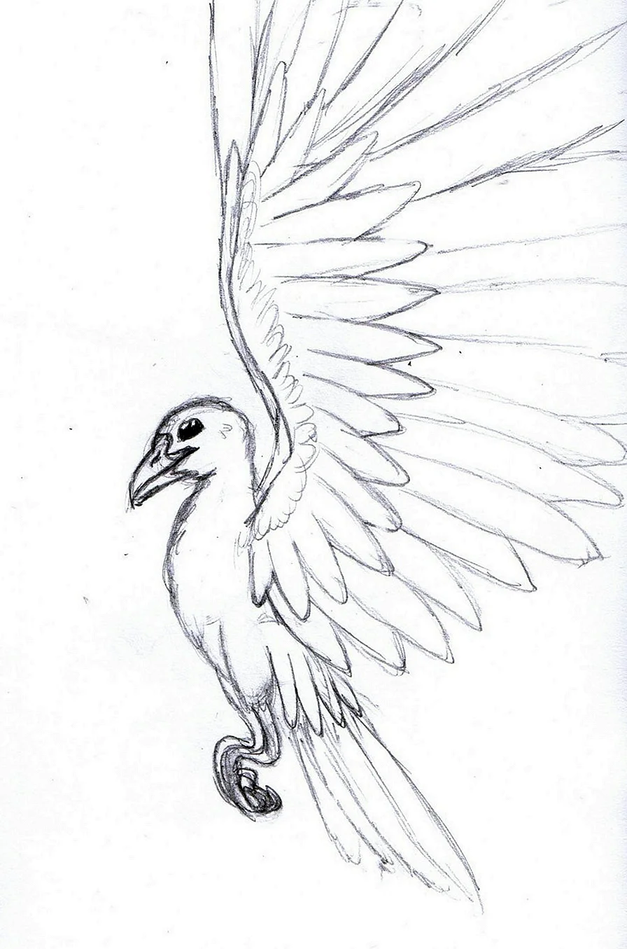 Рисунки птиц для срисовки легкие. Картинки птиц карандашом. Красивые птицы карандашом. Птицы карандашом для срисовки. Рисунки птиц для срисовки.