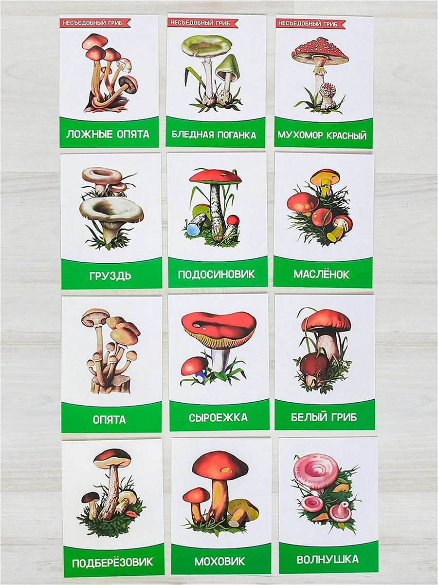 Карточки с грибами грибы съедобные и несъедобные