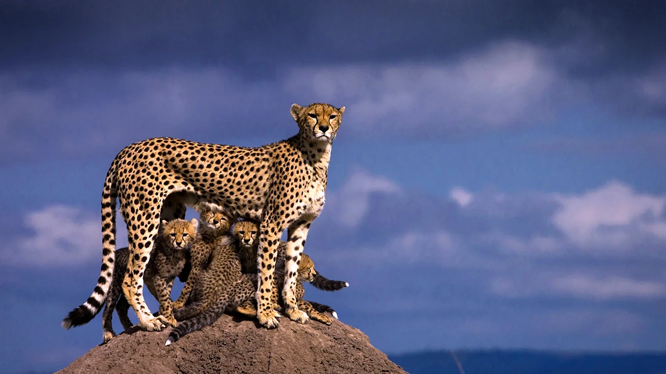 Килиманджаро леопард