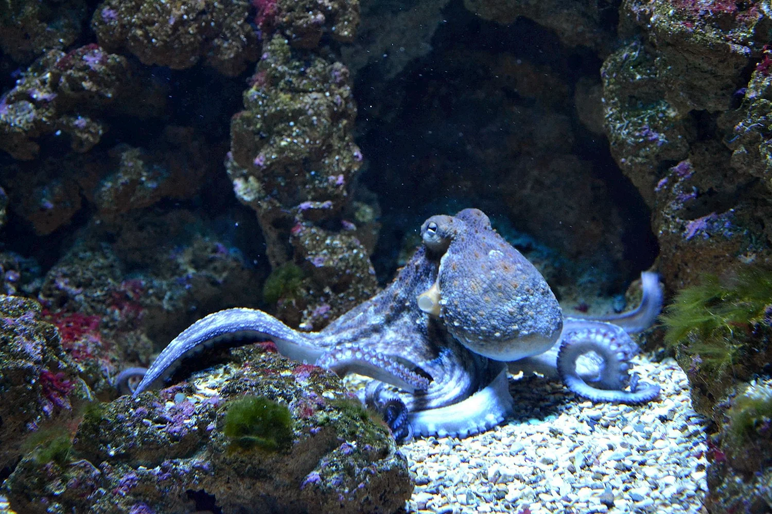 Класс головоногие моллюски осьминог