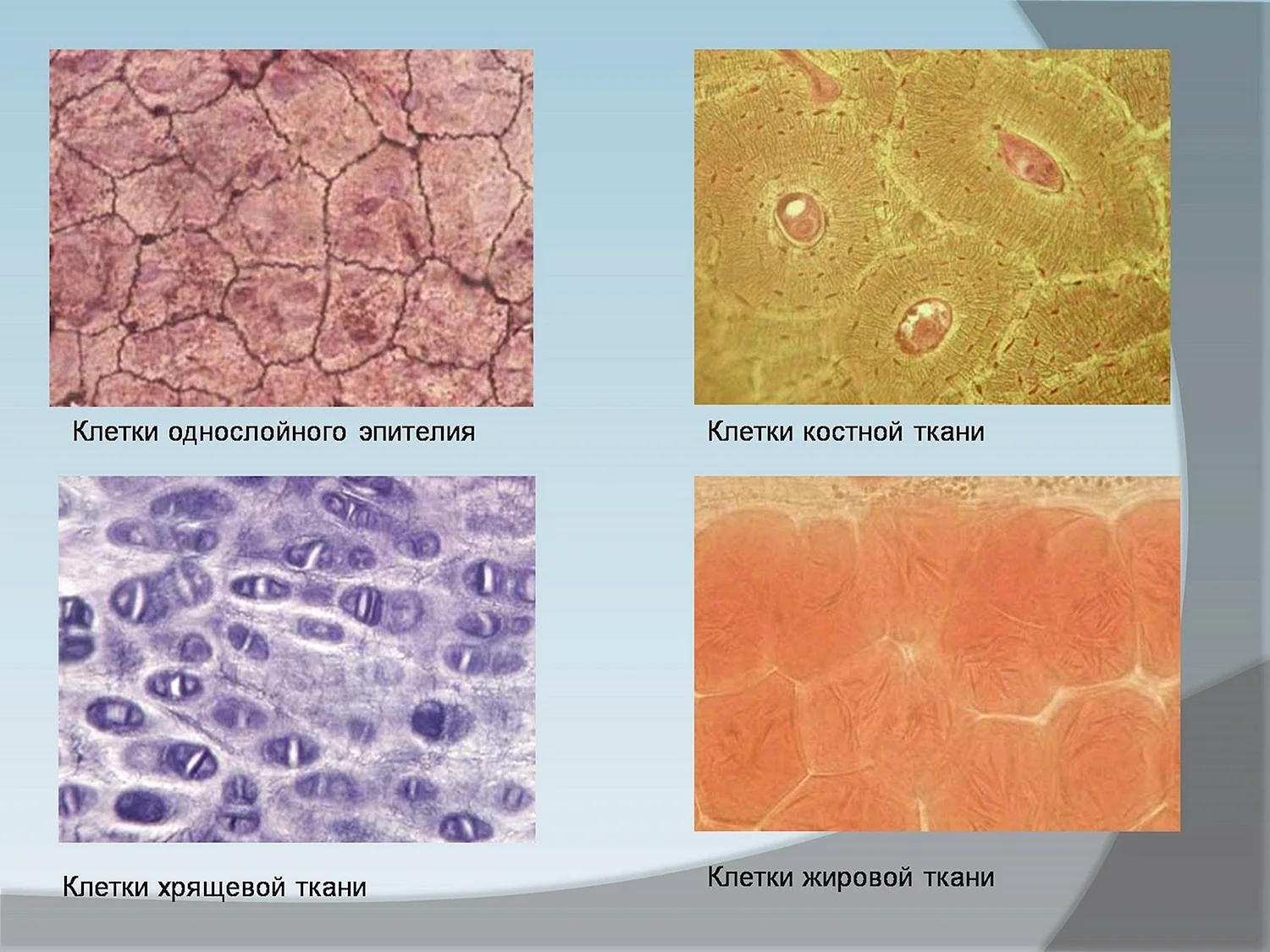 Клетки соединительной ткани микропрепарат