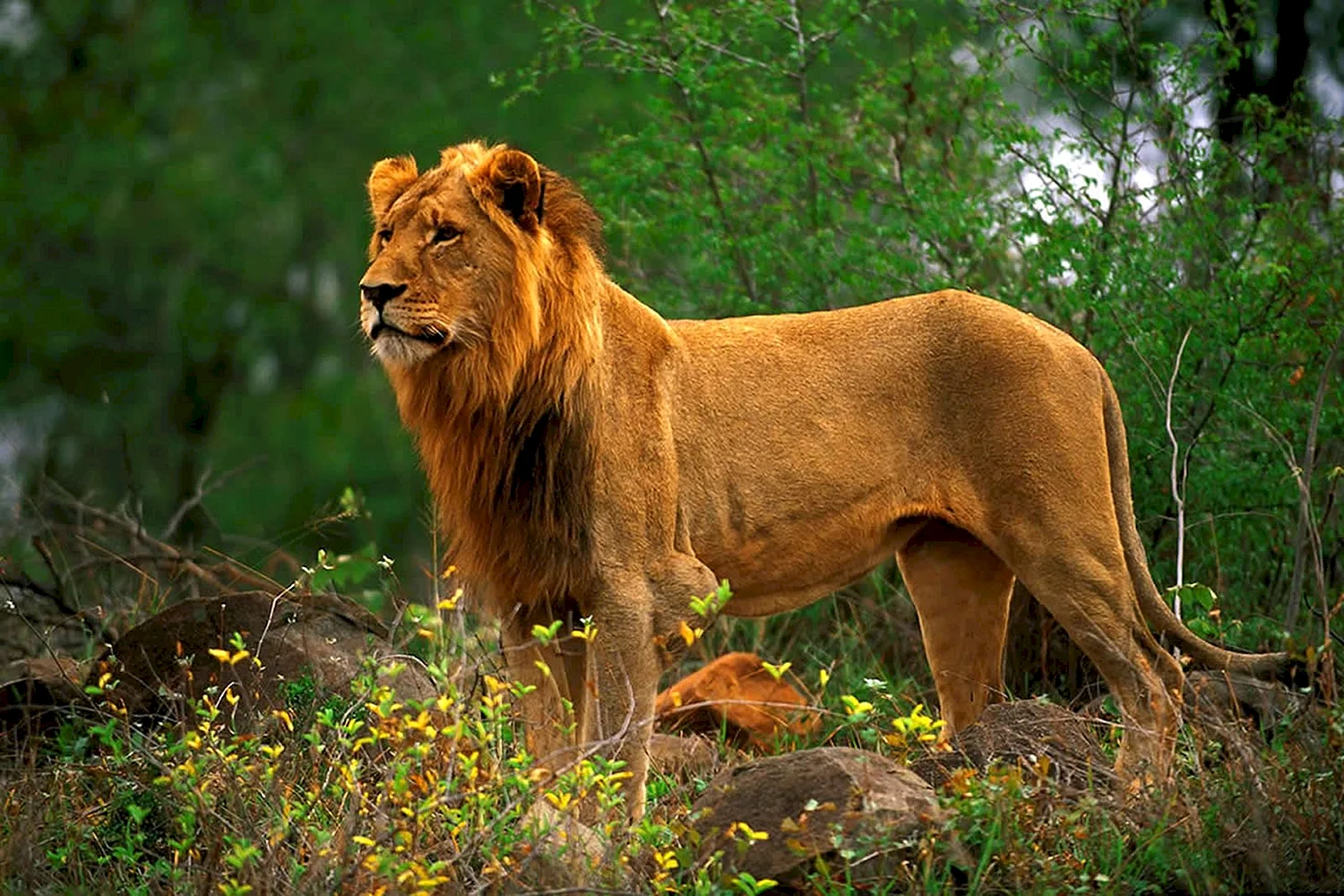 Конголезский Лев