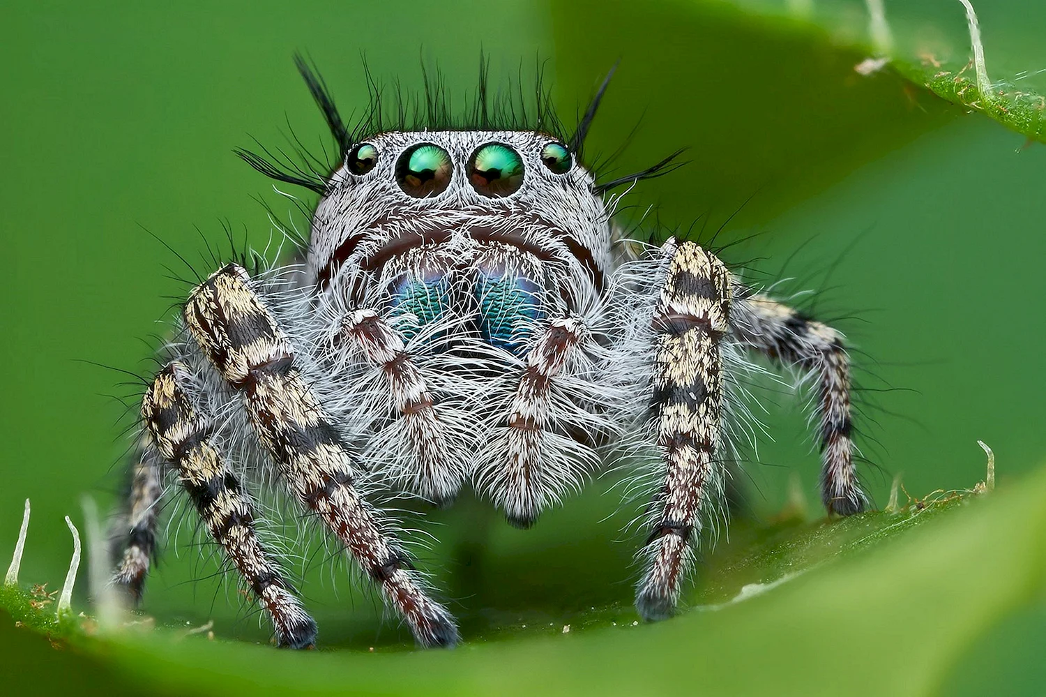Королевский паук скакунчик