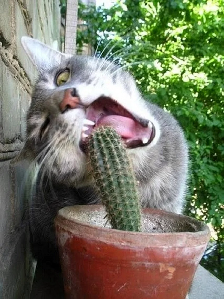 Кошка ест Кактус