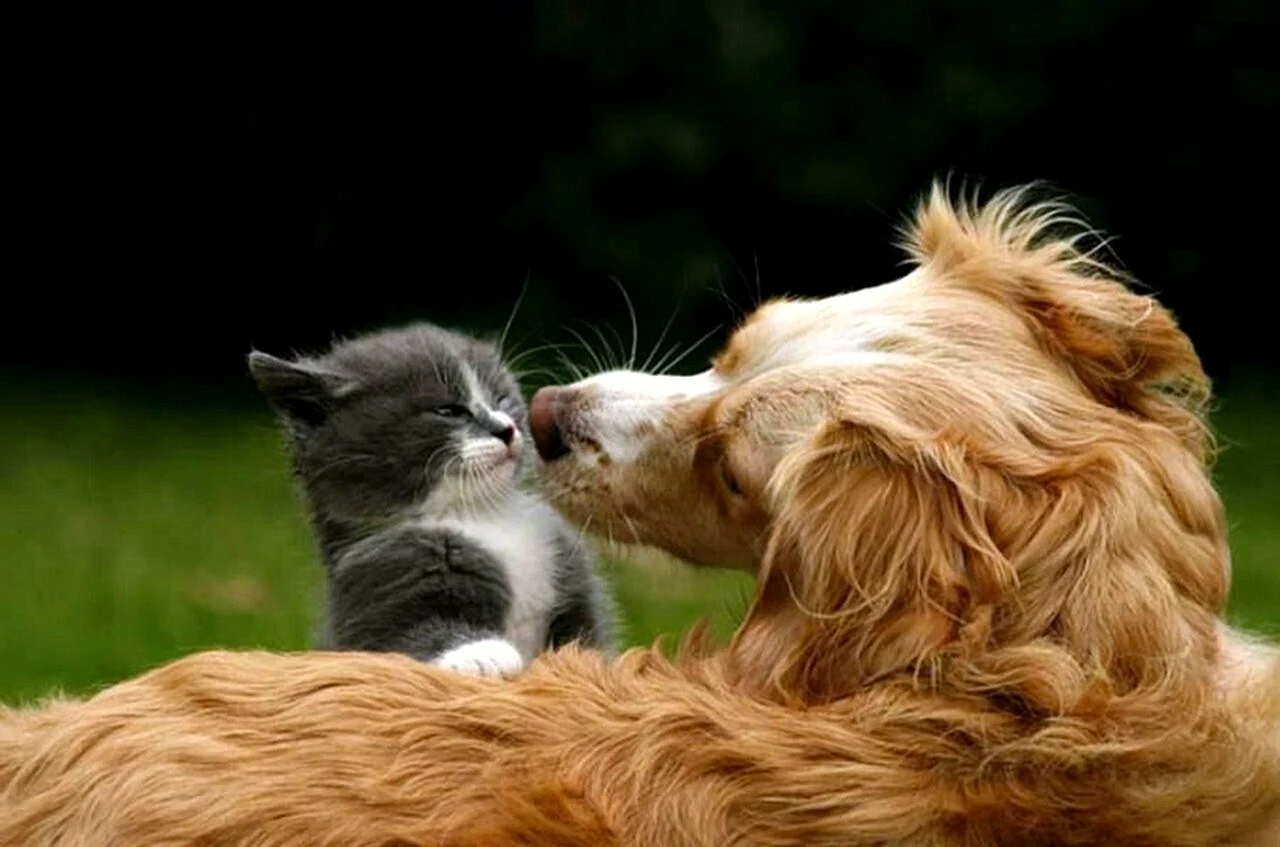 Кошка и собака любовь