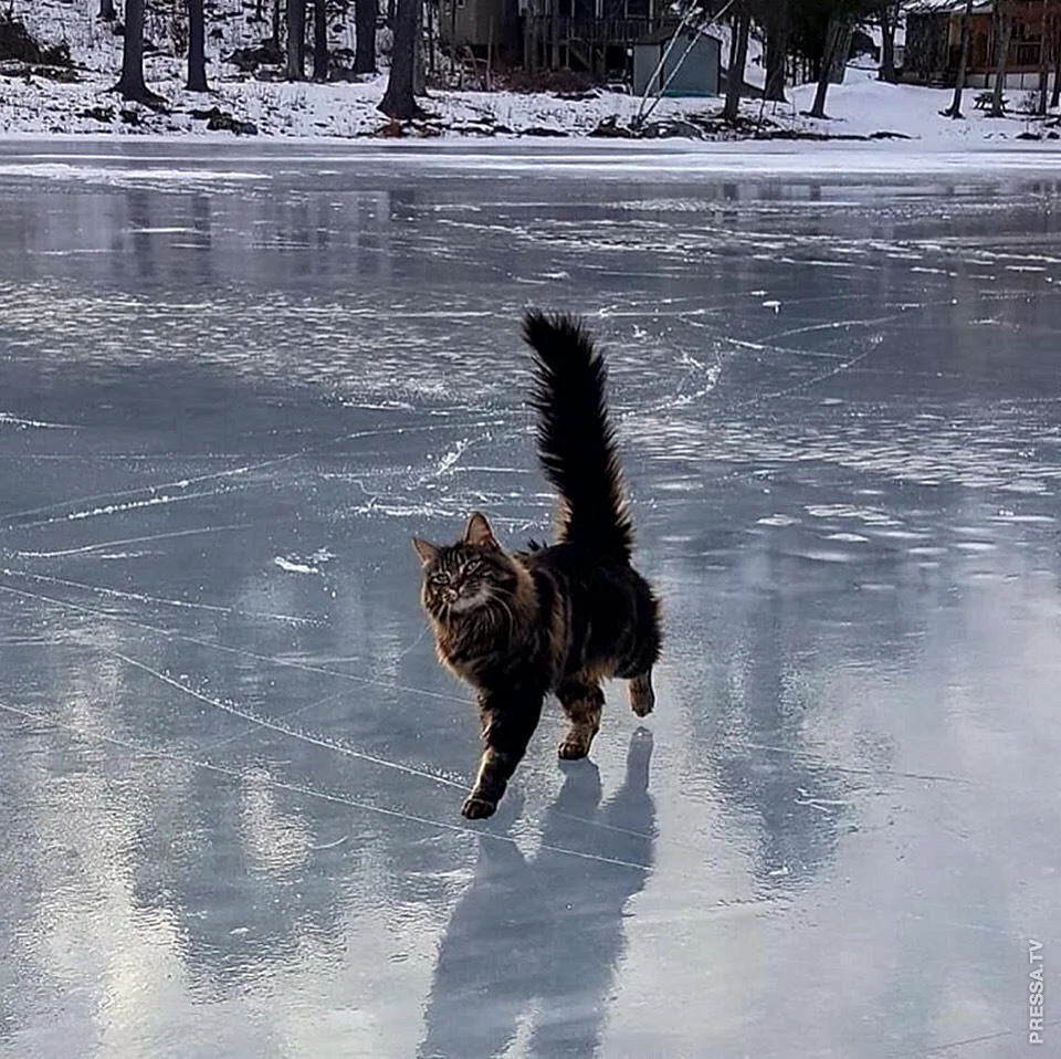 Кошка на льду