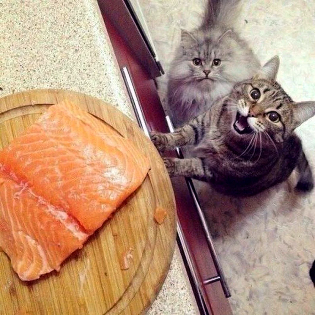 Кошка просит еду