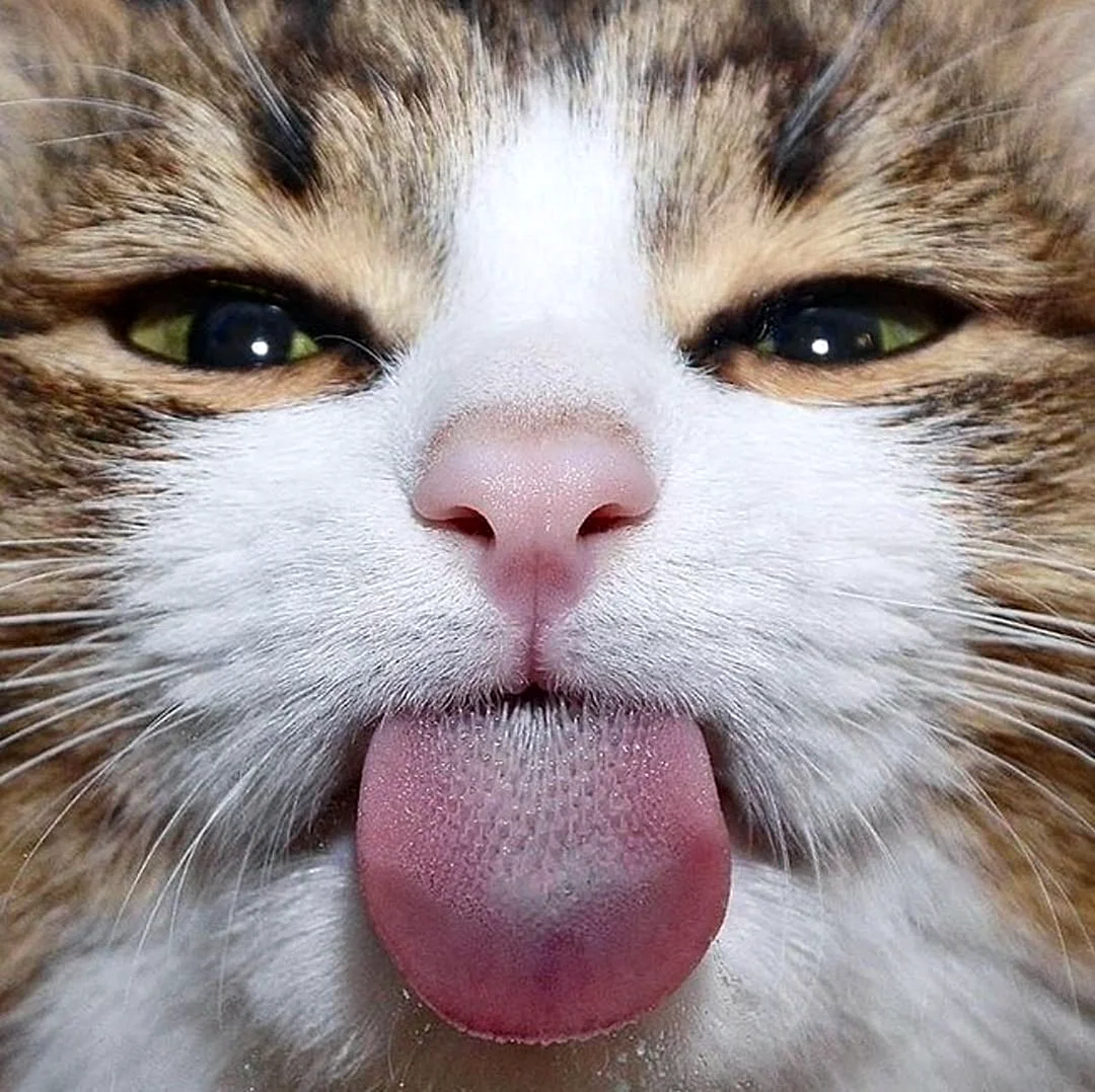 Кошка с высунутым языком