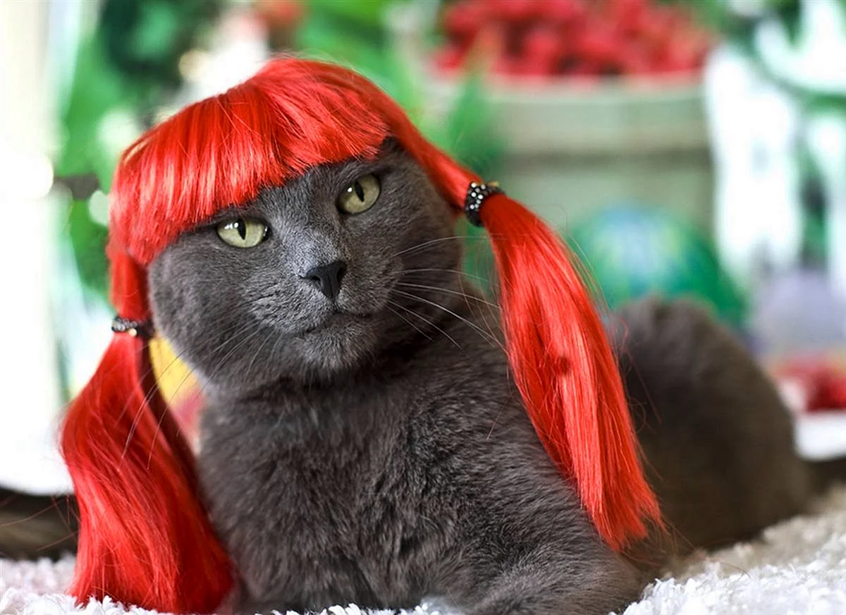 Кошка в парике