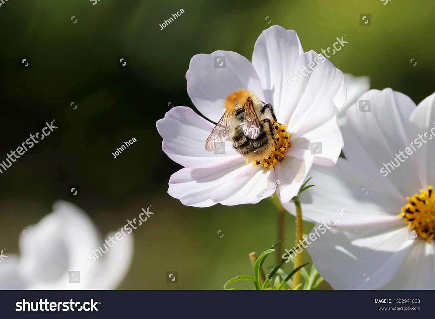 Космея пчела