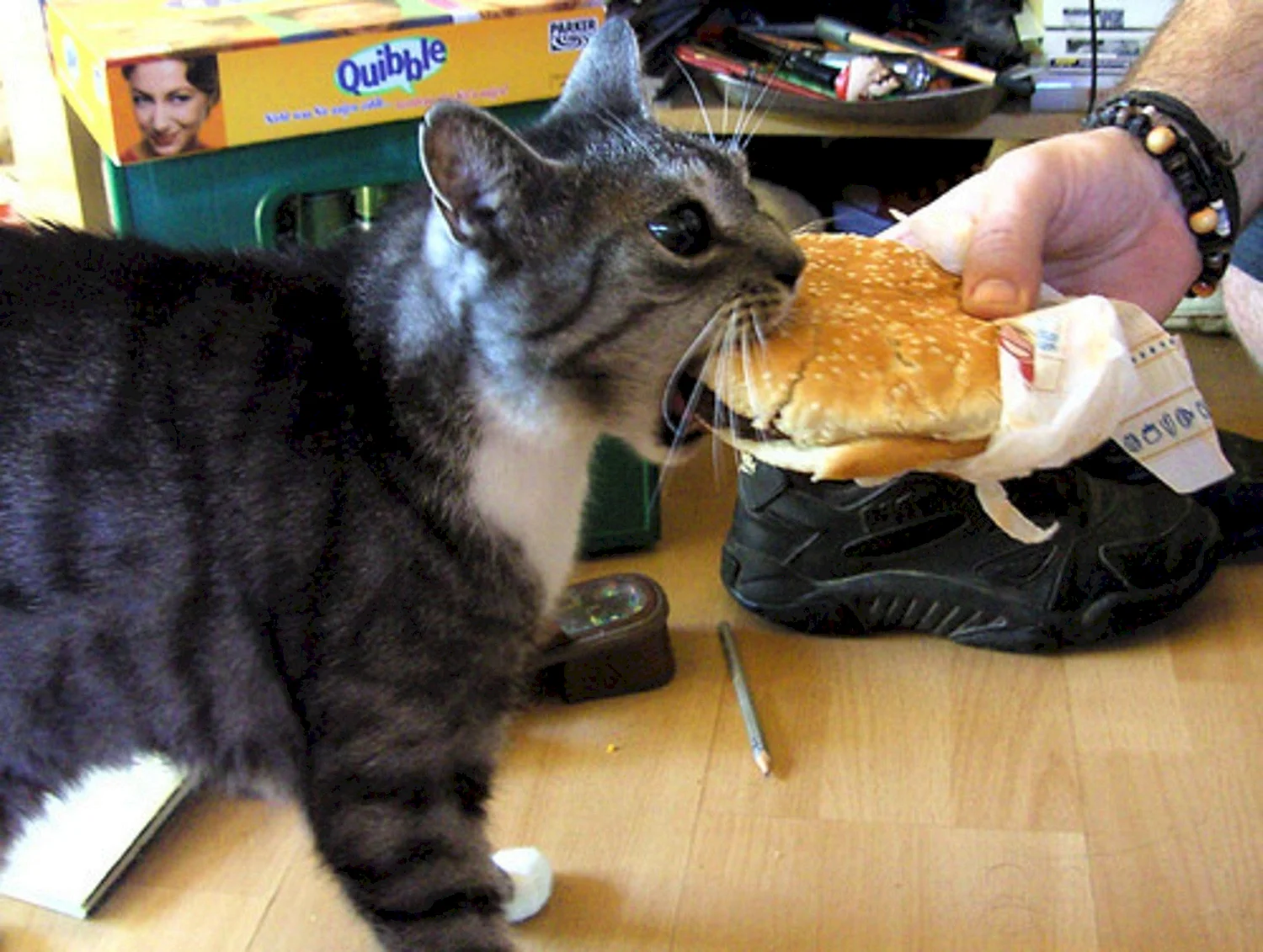 Кот ест бургер
