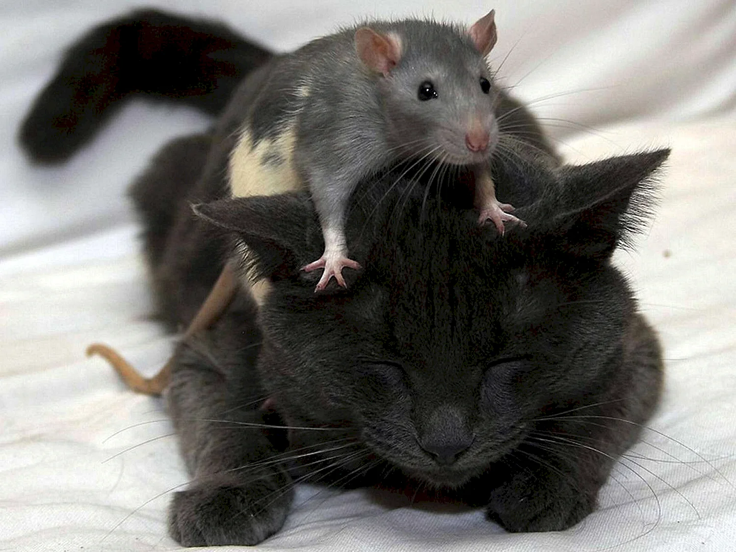 Кот и крыса