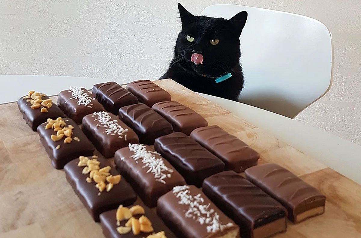 Кот и шоколад