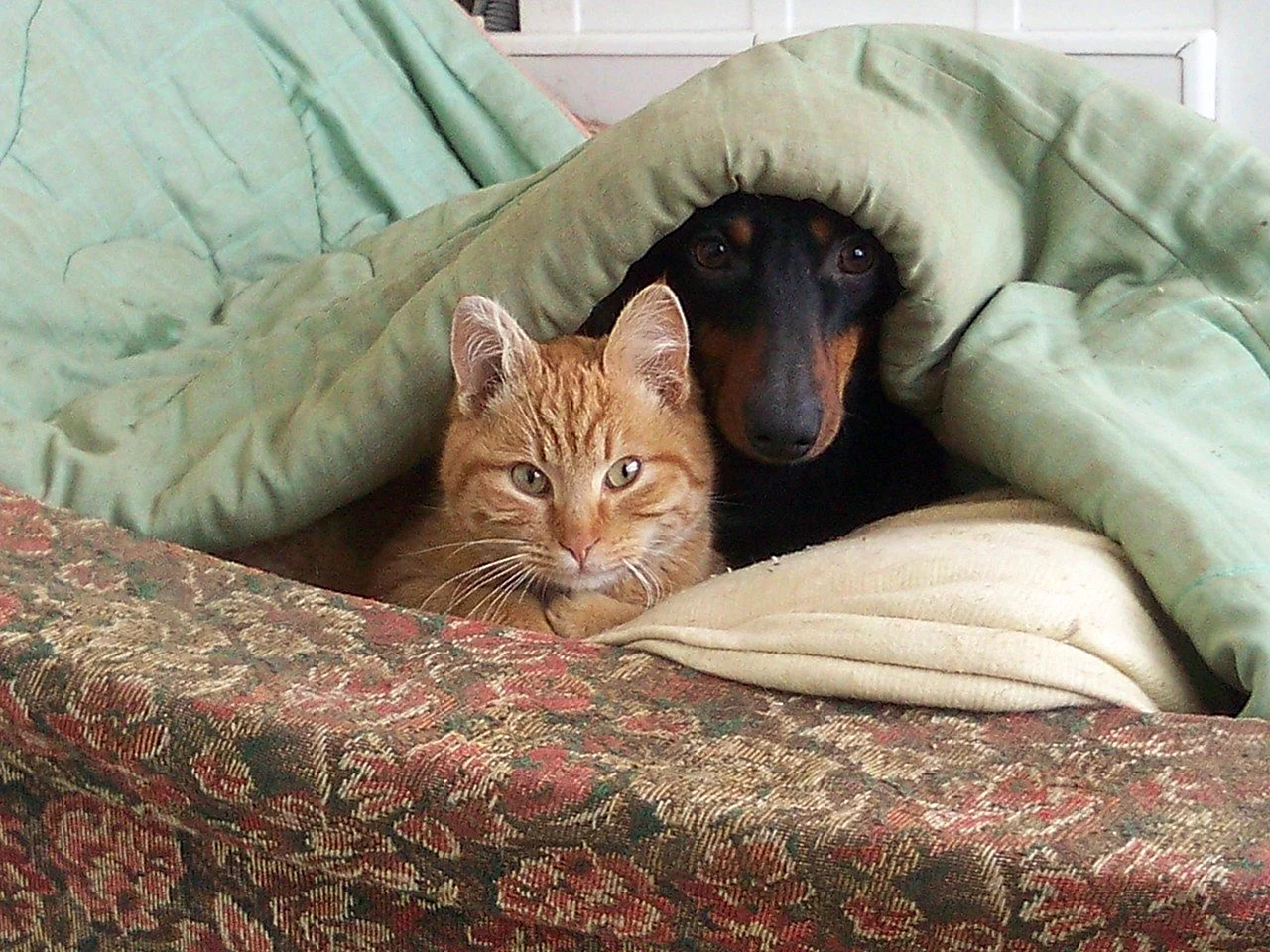 Кот и собака под пледом