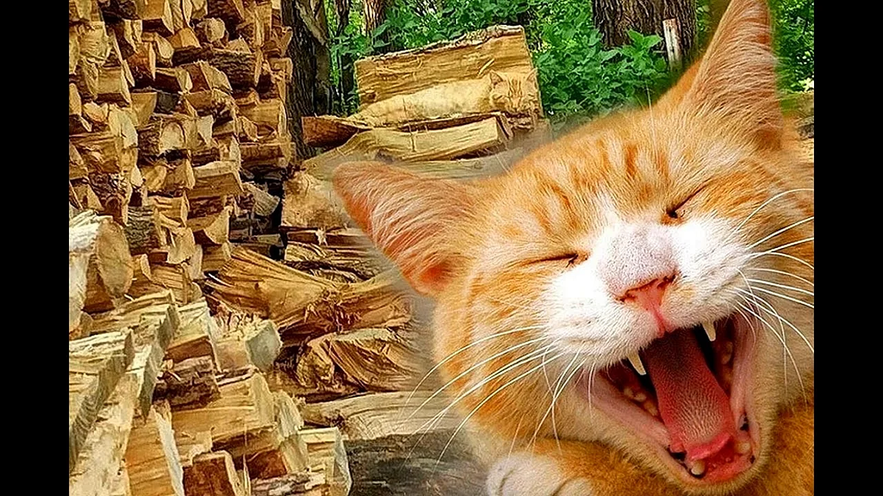 Кот на дровах