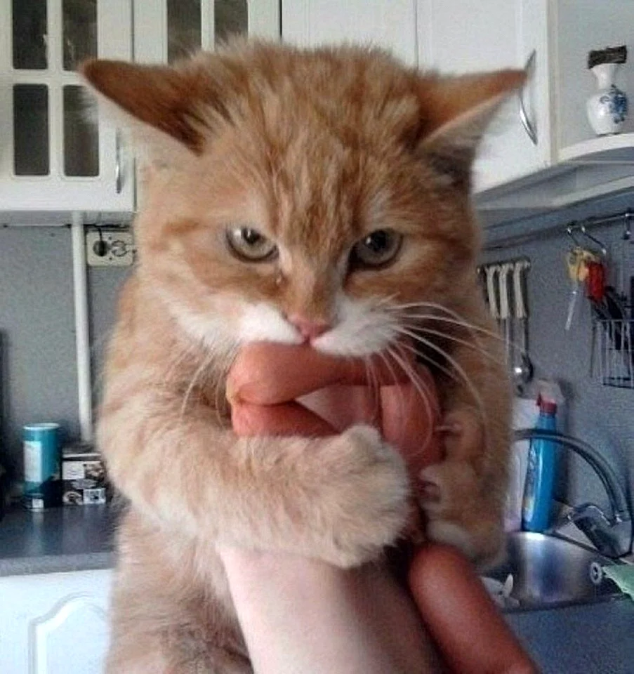 Кот с котлетой в зубах