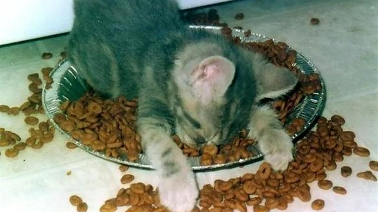 Кот спит в миске с едой