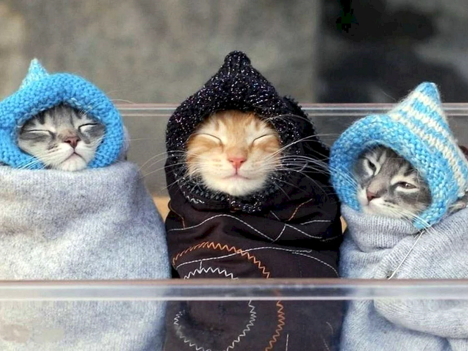 Кот в теплой одежде