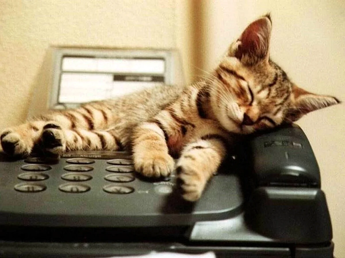 Кот ждет звонка
