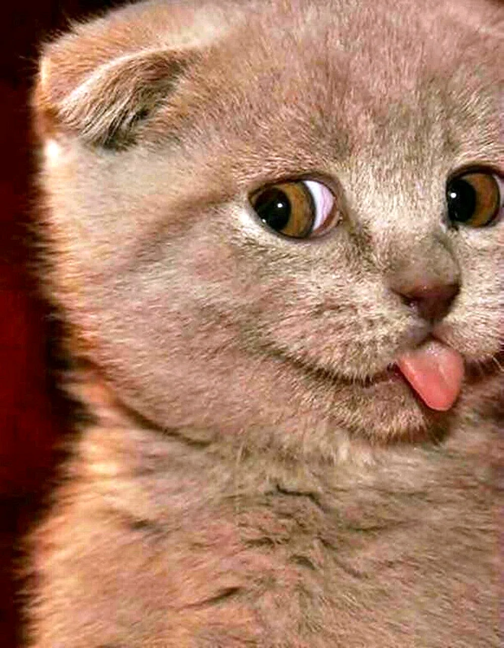 Котенок с высунутым языком