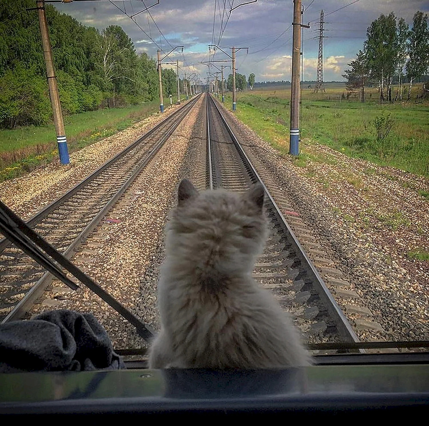 Котенок в поезде
