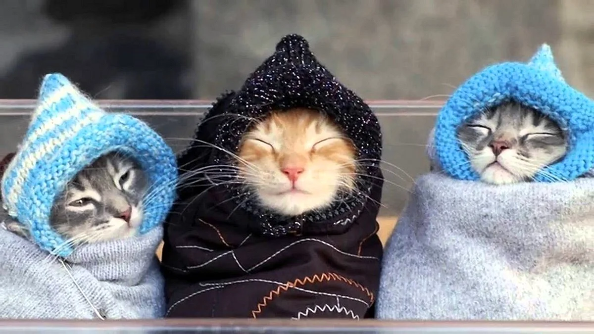Котик одетый тепло