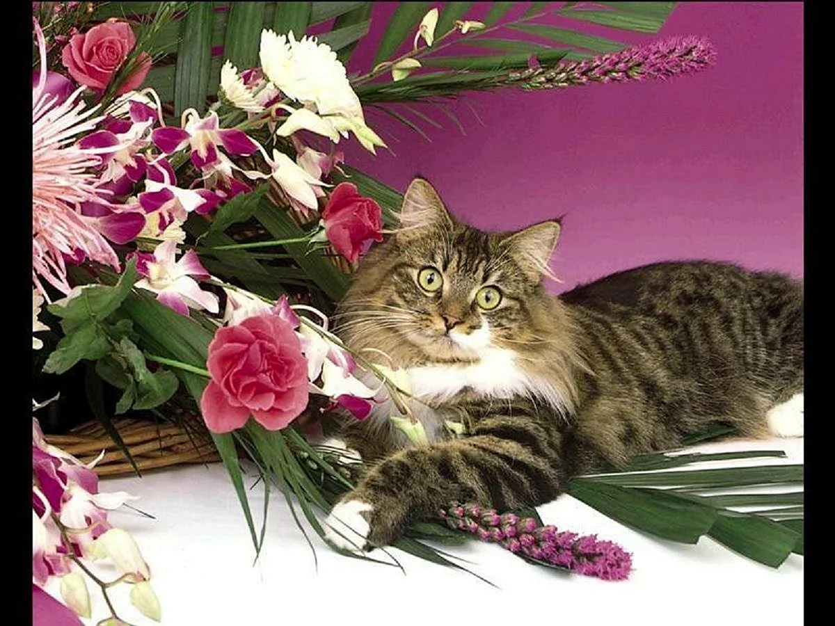Котик с цветами