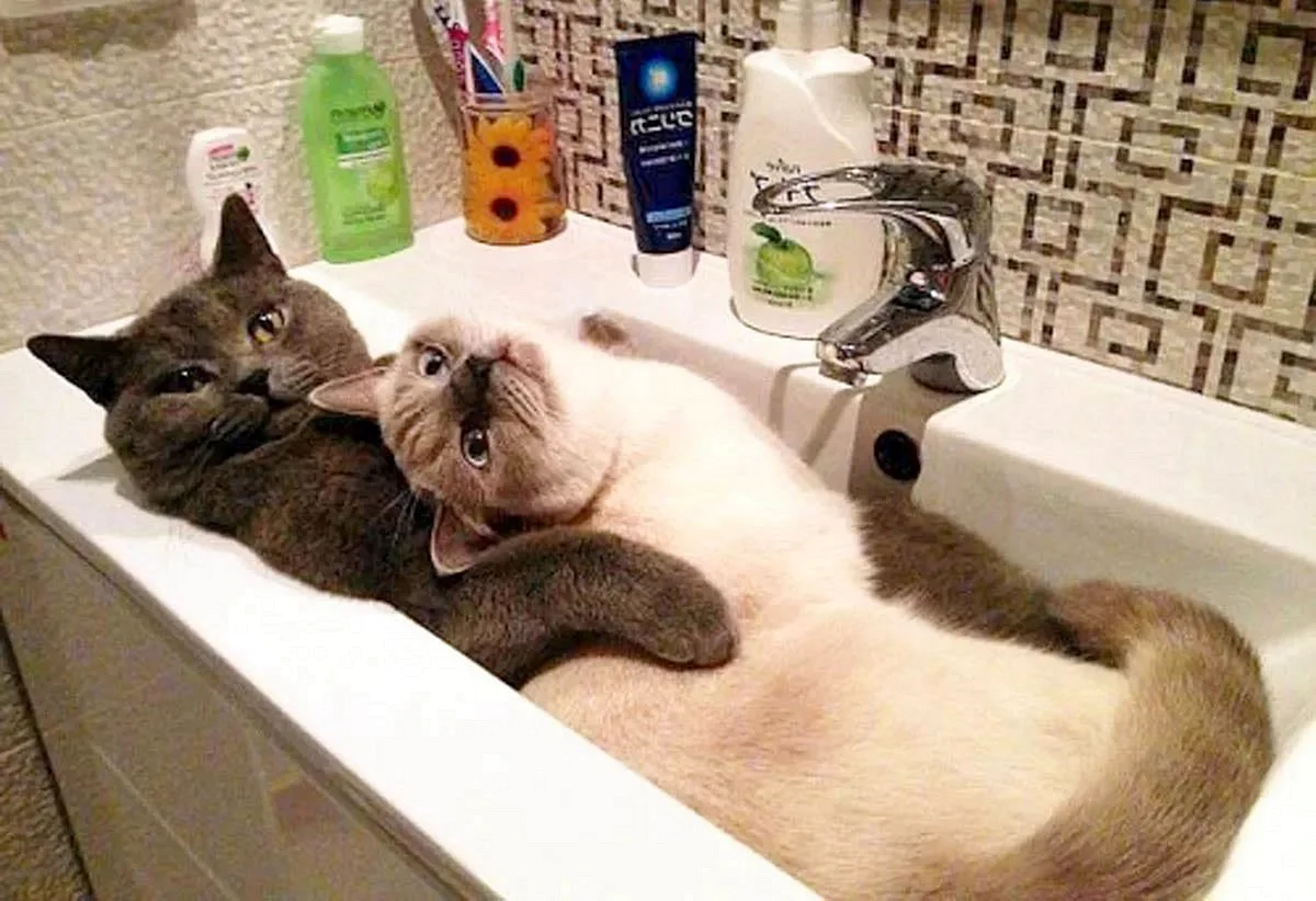 Котик в ванной