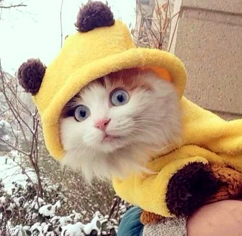 Котик в желтой шапочке
