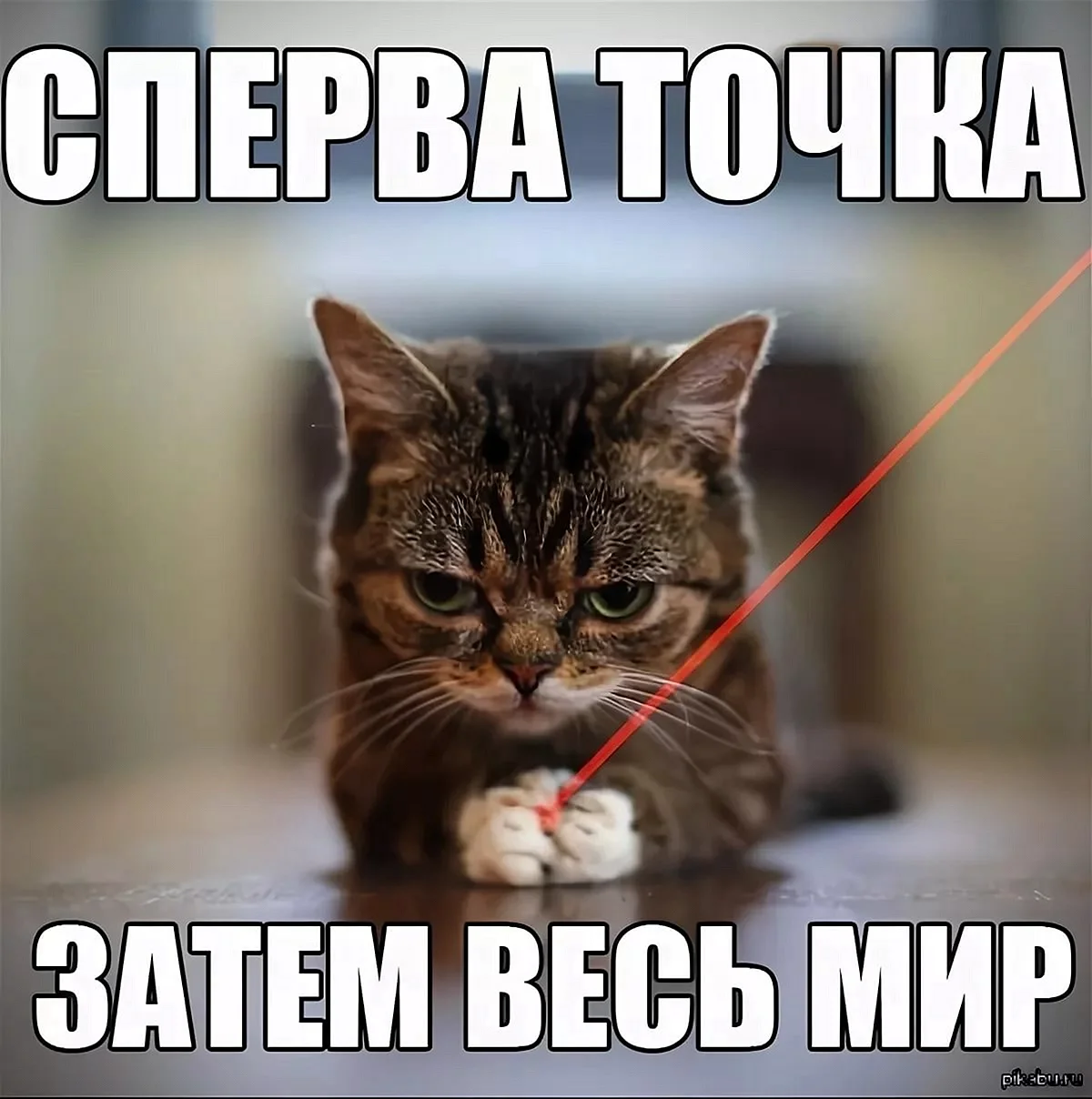 Коты мемы с надписями