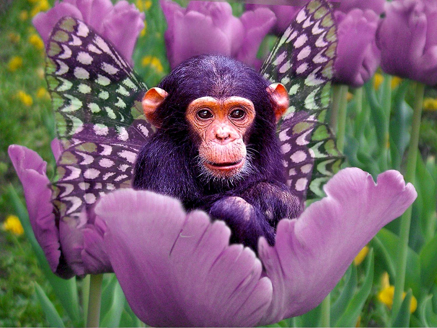 Красивая обезьянка